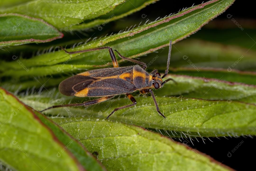 Inseto Planta Adulto do Gênero Prepops