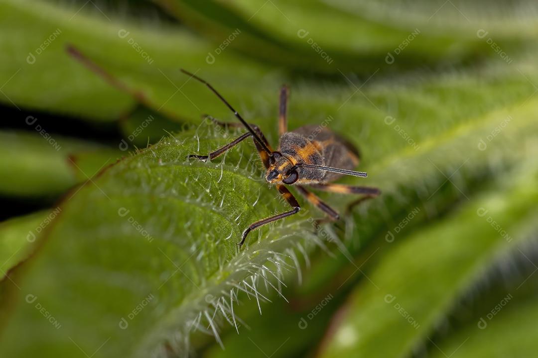 Inseto Planta Adulto do Gênero Prepops