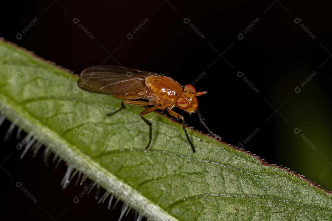 Mosca Lauxaniid adulta da Família Lauxaniidae