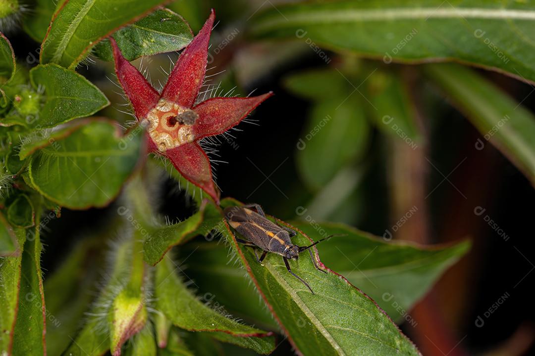 Inseto Planta Adulto do Gênero Prepops