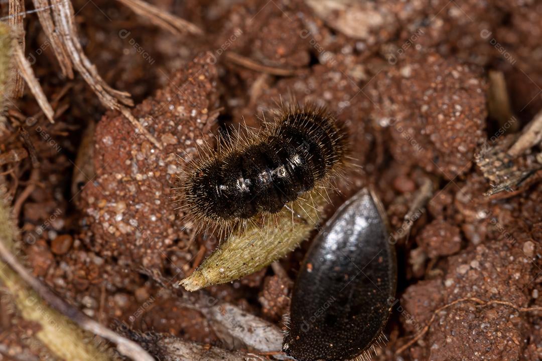 Larva de besouro de articulação longa da espécie Lagria villosa