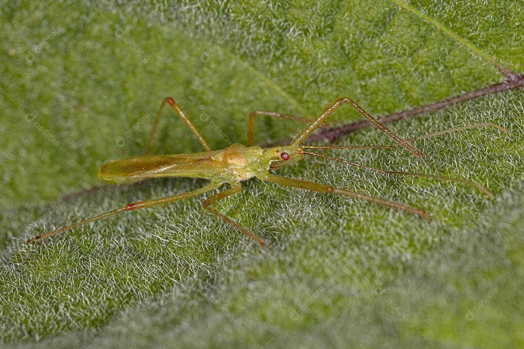 Inseto assassino adulto da tribo Harpactorini