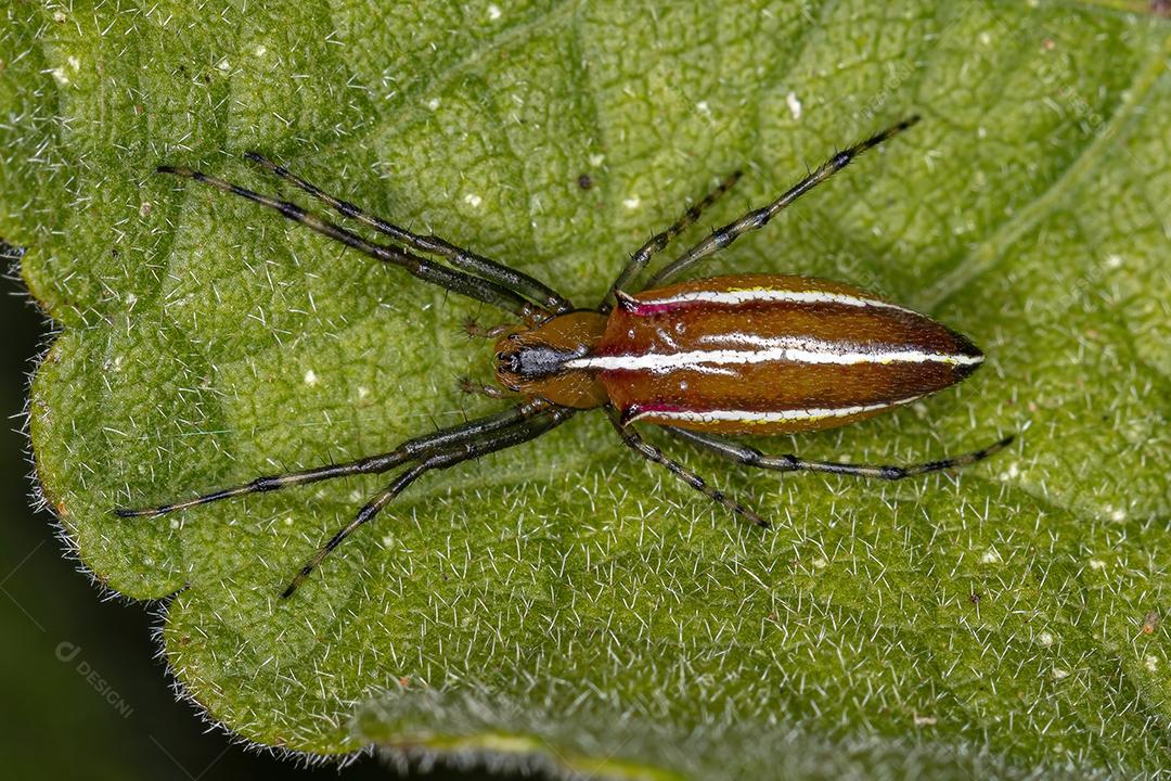Aranha Tecelã Típica adulta da espécie Alpaida trispinosa