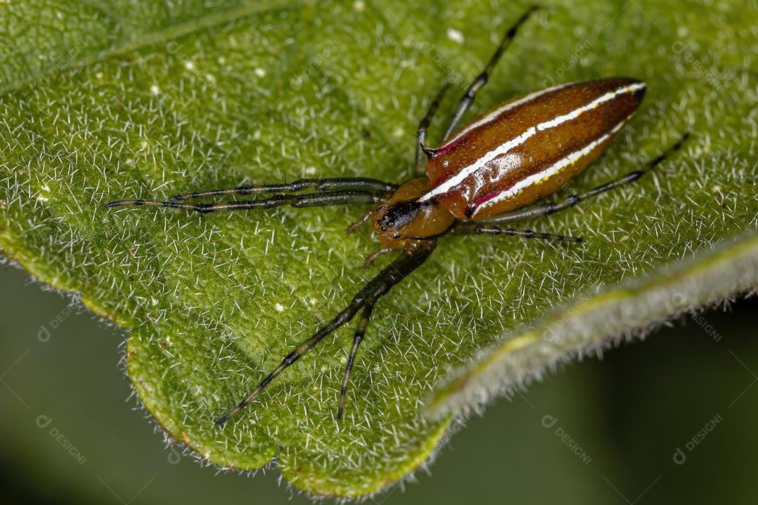 Aranha Tecelã Típica adulta da espécie Alpaida trispinosa