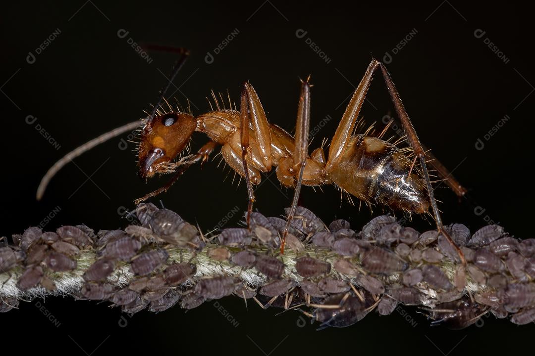Formiga carpinteira adulta do gênero Camponotus interagindo com pulgões em uma planta