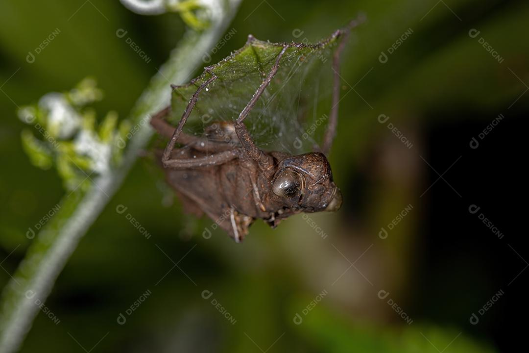 Muda de inseto Damselfly da Subordem Zygoptera