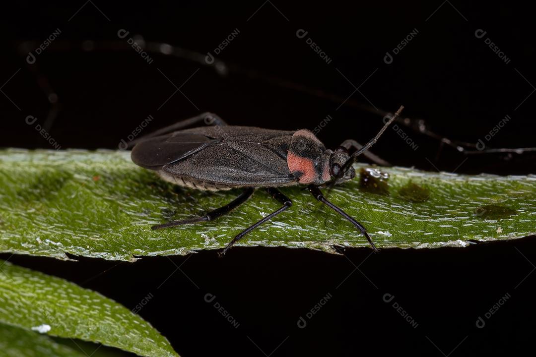 Inseto Planta Adulto do Gênero Prepops