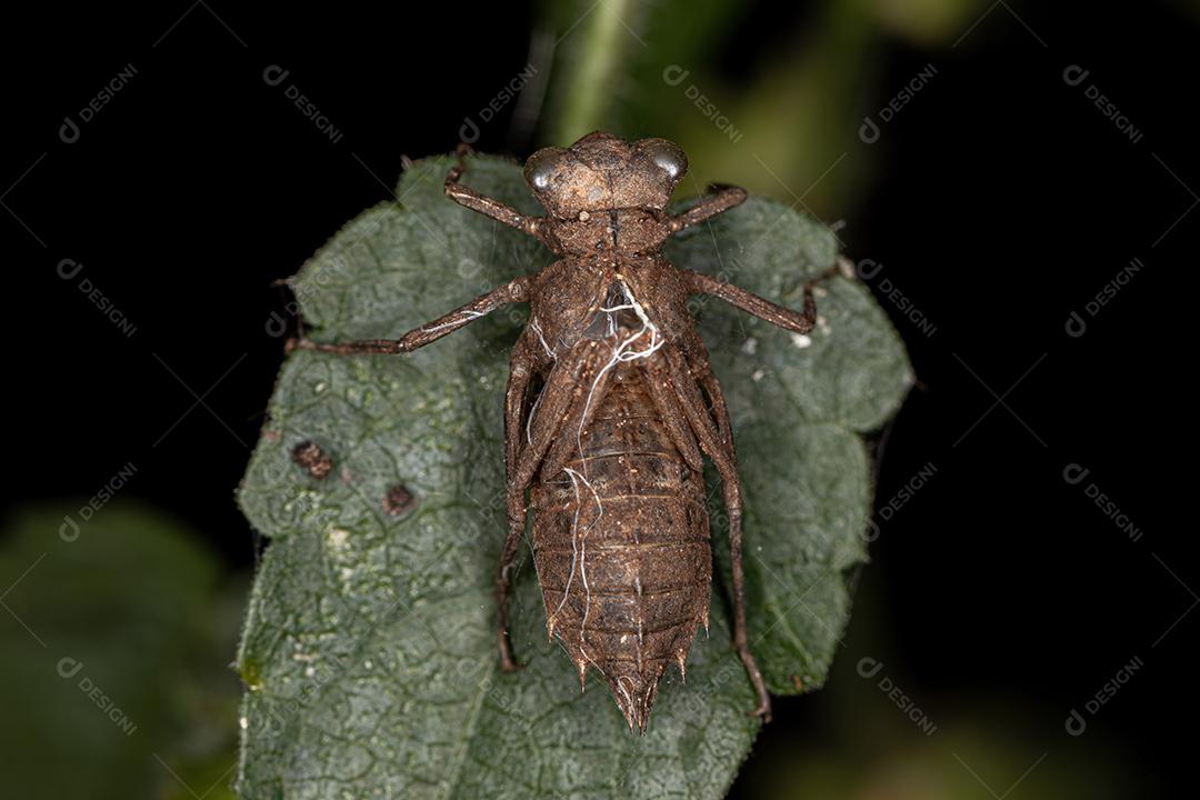 Muda de inseto Damselfly da Subordem Zygoptera