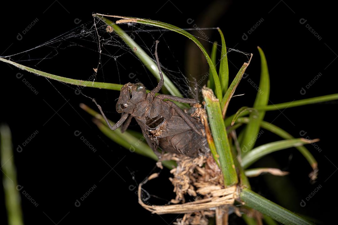 Muda de inseto Damselfly da Subordem Zygoptera