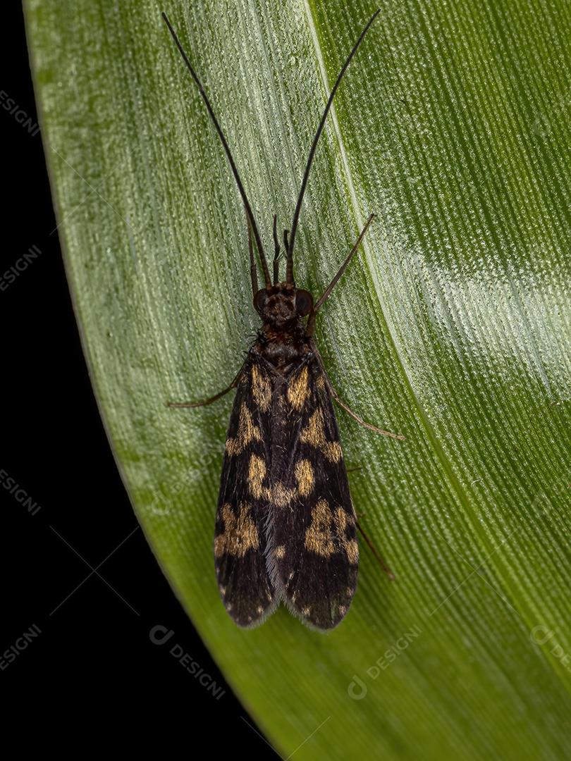 Inseto Caddisfly adulto da Ordem Trichoptera