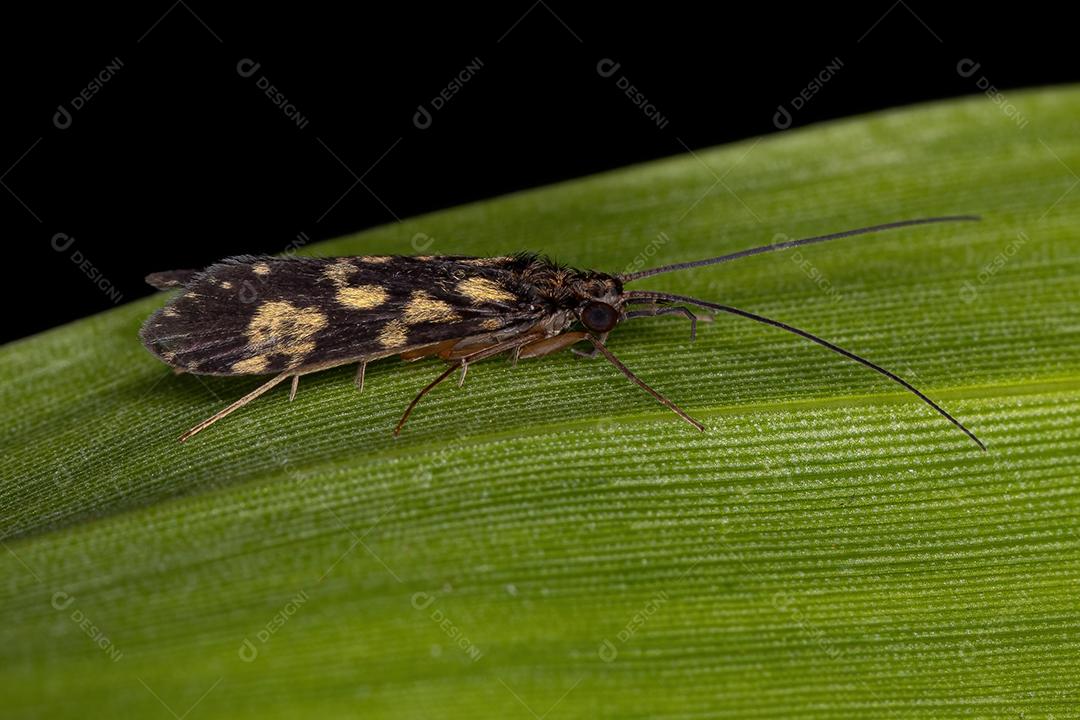 Inseto Caddisfly adulto da Ordem Trichoptera