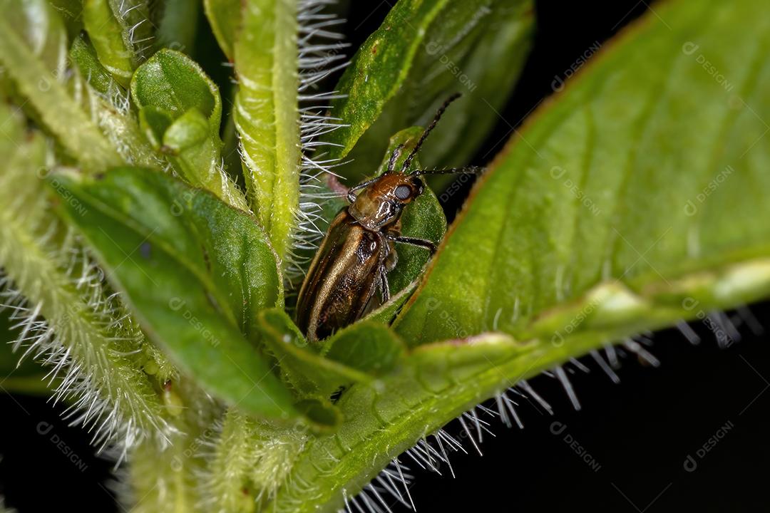 Besouro de folha adulto da família Chrysomelidae