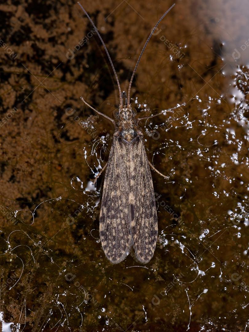 Inseto Caddisfly adulto da Ordem Trichoptera