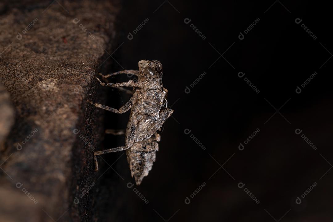 Muda de inseto Damselfly da Subordem Zygoptera