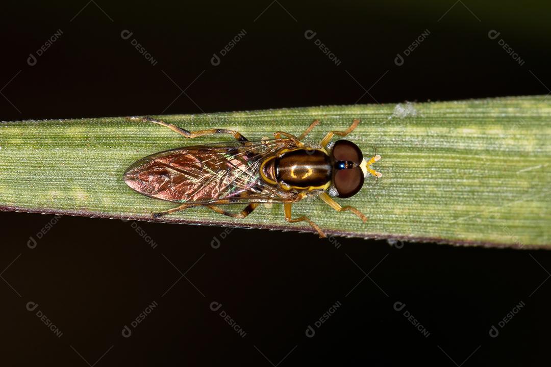 Mosca flutuante típica adulta da subfamília Syrphinae