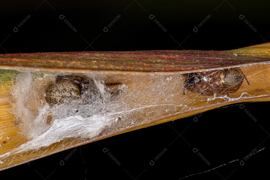 Orbweaver Clássico Adulto do Gênero Metazygia