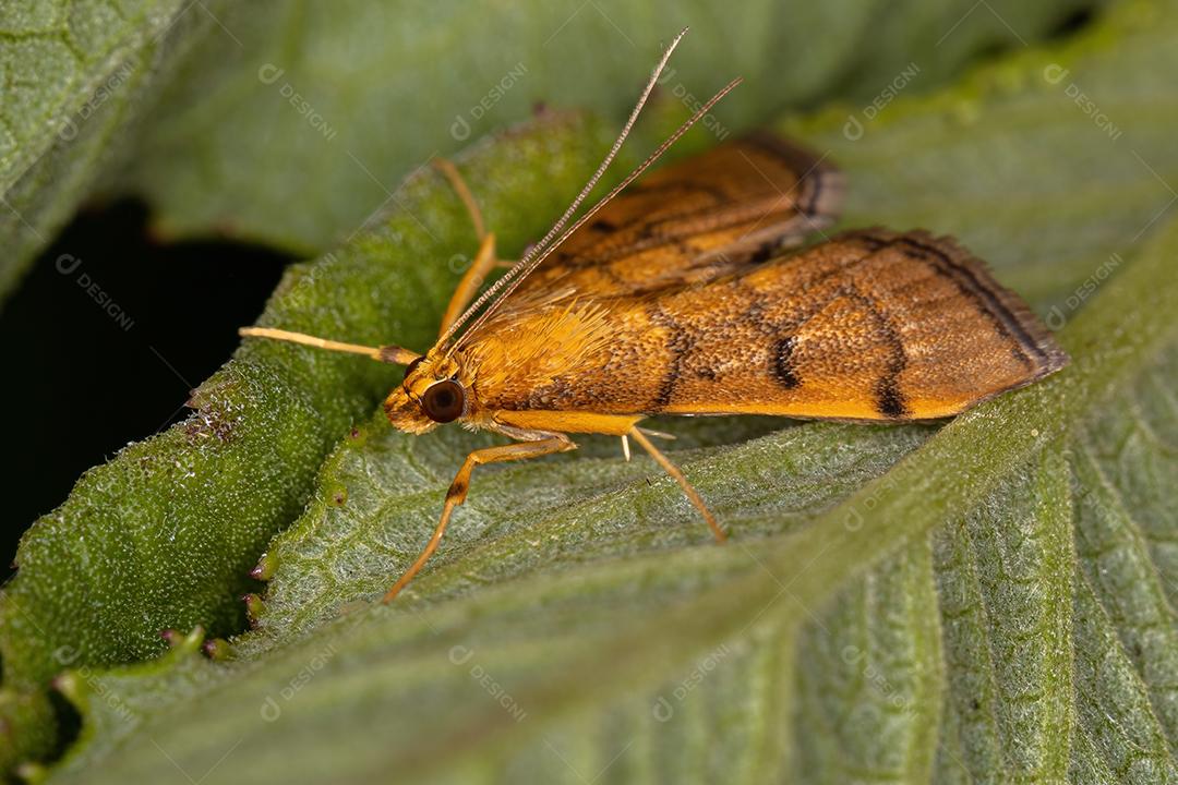 Traça Crambid adulta da família Crambidae