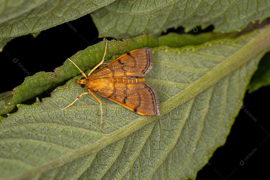 Traça Crambid adulta da família Crambidae