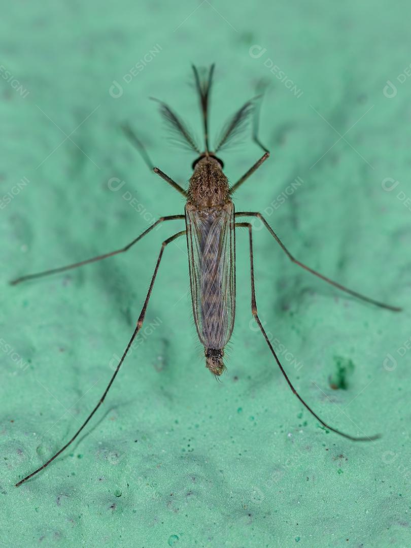 Mosquito Culicine Adulto do Gênero Culex