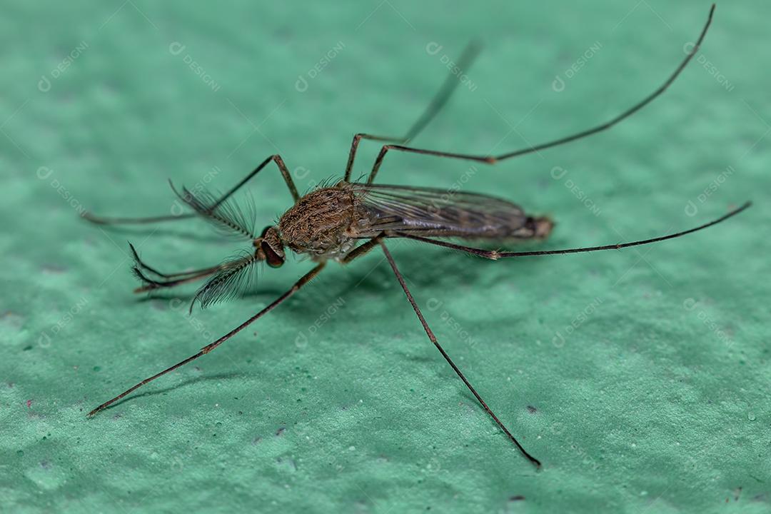 Mosquito Culicine Adulto do Gênero Culex