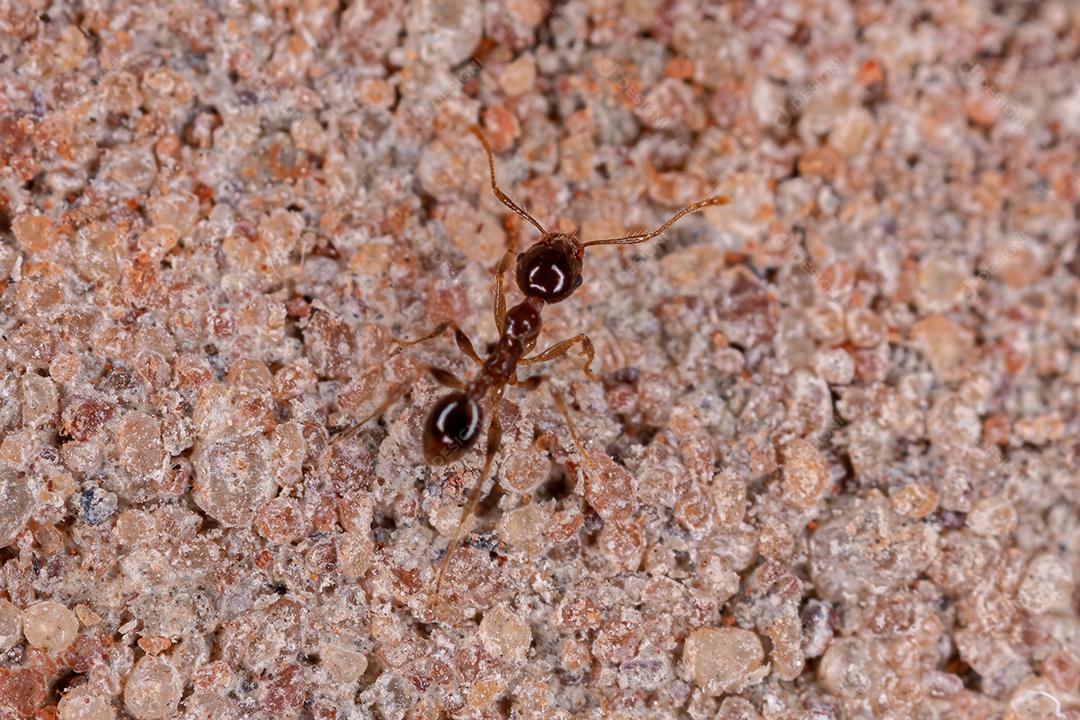 Formiga cabeçuda adulta do gênero Pheidole