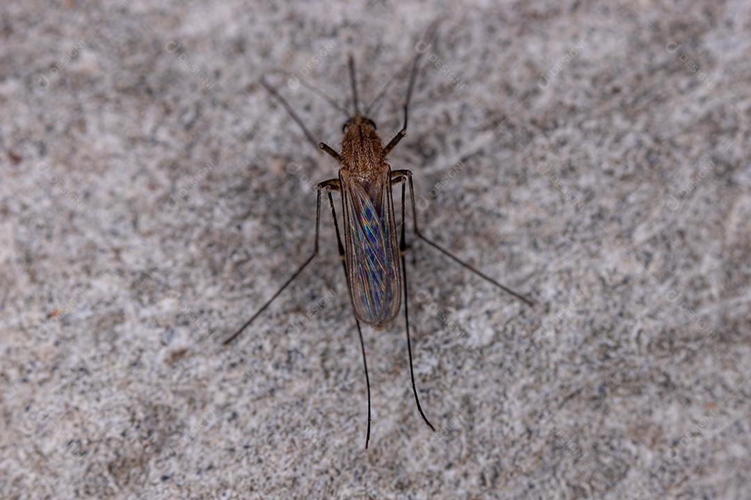 Mosquito Culicine Adulto do Gênero Culex