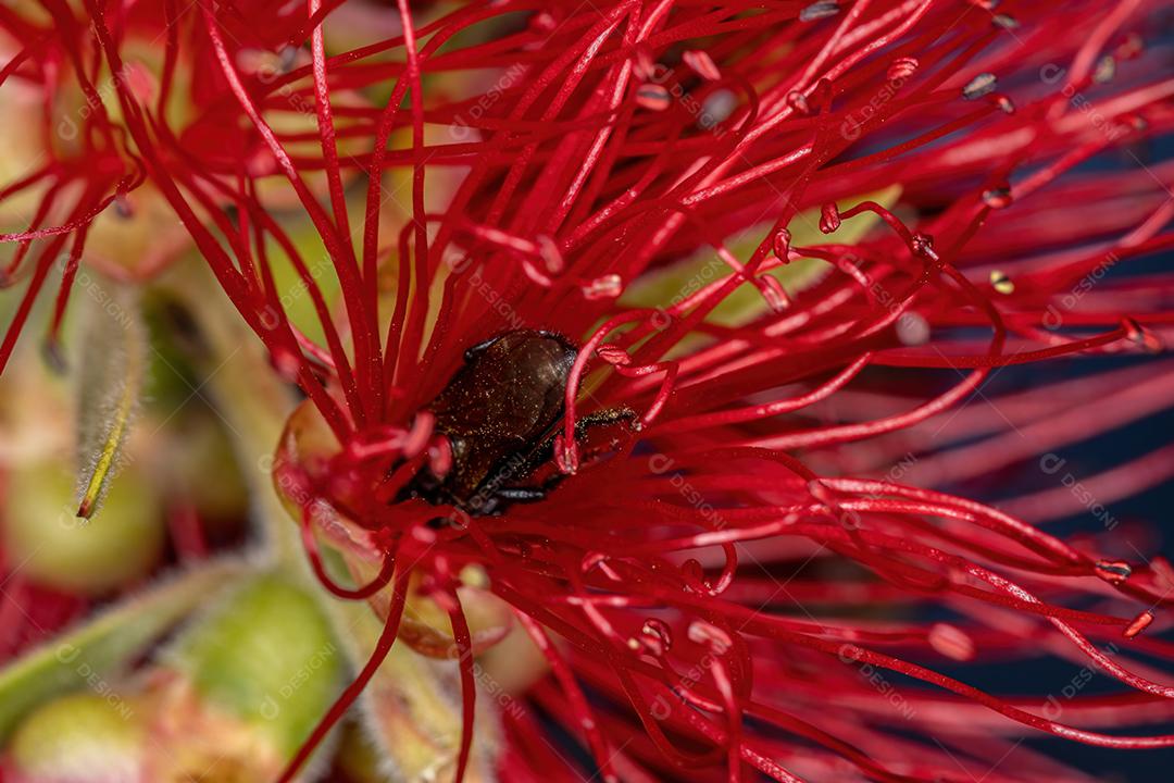 Abelha sem ferrão fêmea adulta do gênero Trigona polinizando flores de escova de garrafa