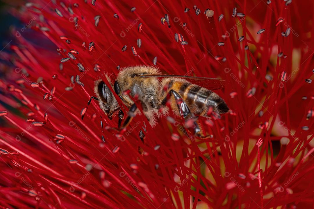 Abelha adulta ocidental da espécie Apis mellifera polinizando flores de escova de garrafa