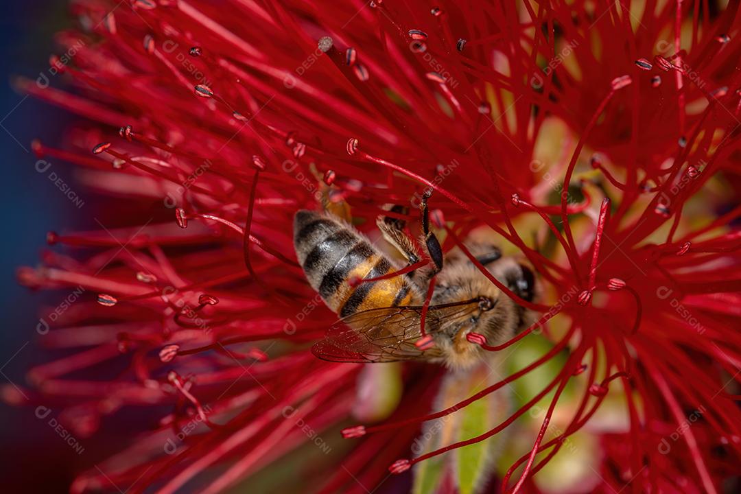 Abelha adulta ocidental da espécie Apis mellifera polinizando flores de escova de garrafa