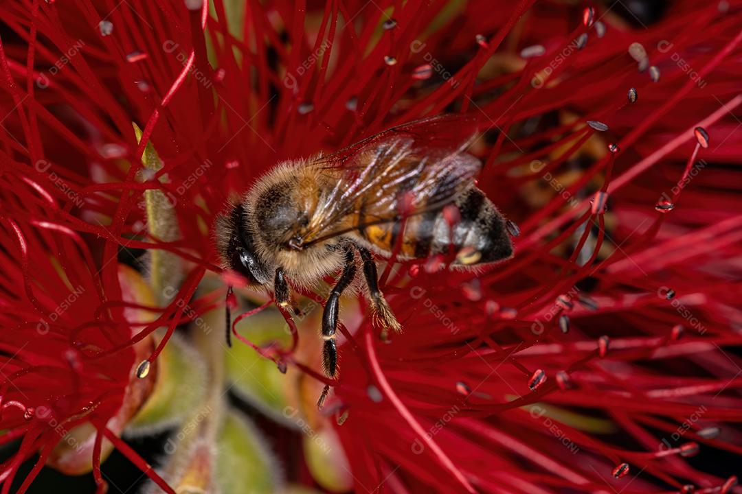 Abelha adulta ocidental da espécie Apis mellifera polinizando flores de escova de garrafa