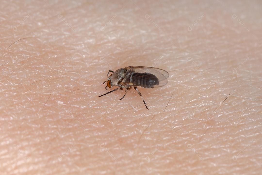 Mosca negra adulta da família Simuliidae sugando sangue de um humano na pele