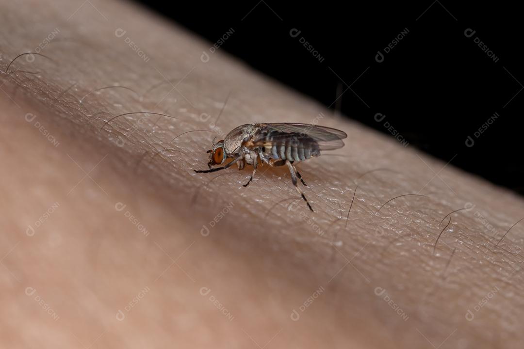 Mosca negra adulta da família Simuliidae sugando sangue de um humano na pele