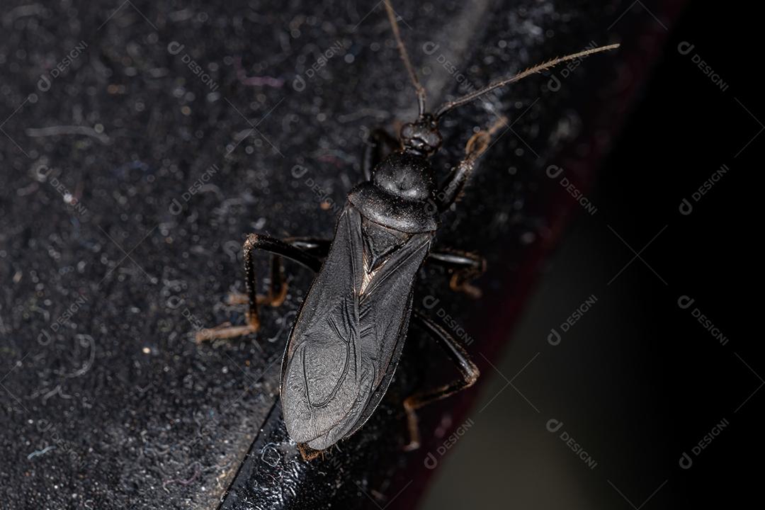 Inseto Corsário Adulto do Gênero Melanolestes