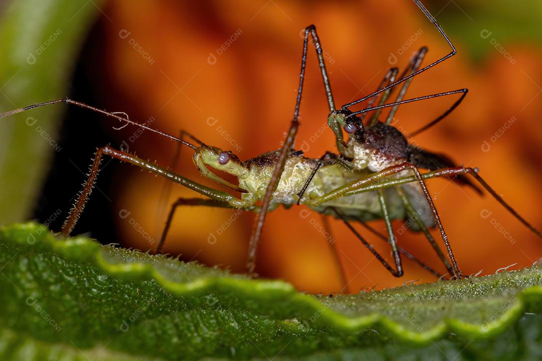 Insetos Assassinos Adultos do Gênero Zelus copulando