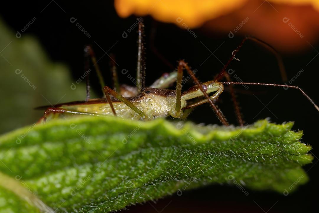 Insetos Assassinos Adultos do Gênero Zelus copulando