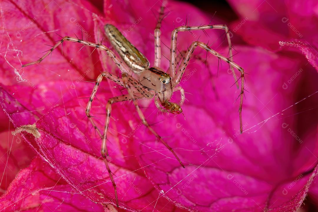 Aranha lince pequena da espécie Peucetia rubrolineata