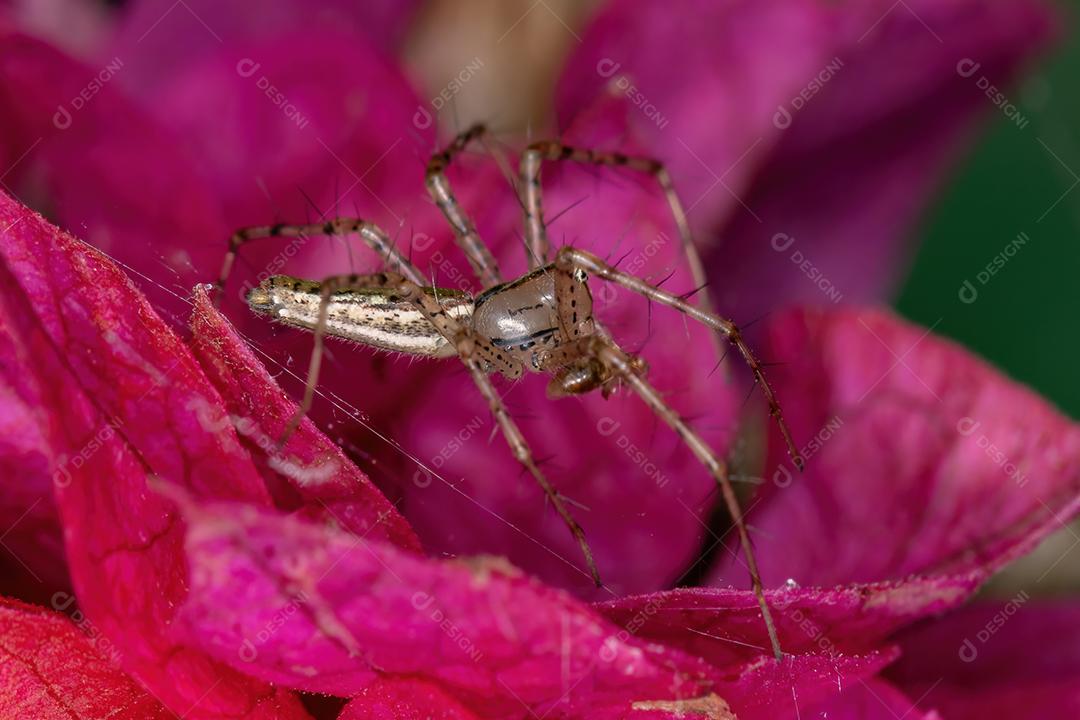 Aranha lince pequena da espécie Peucetia rubrolineata