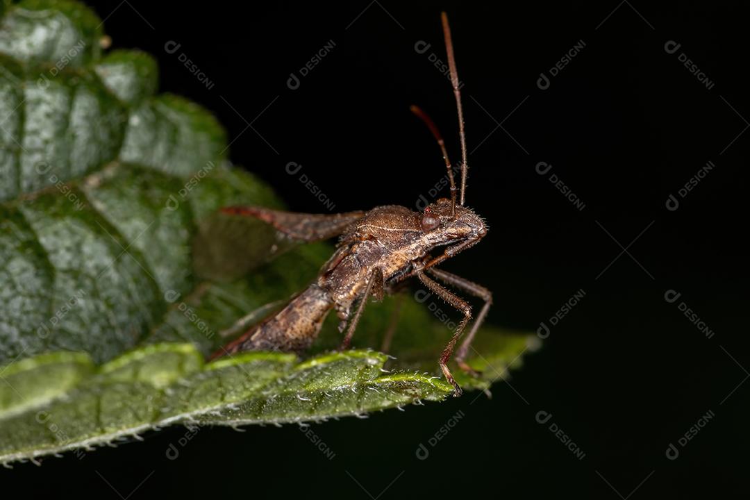 Inseto-de-cabeça-larga adulto da espécie Neomegalotomus parvus
