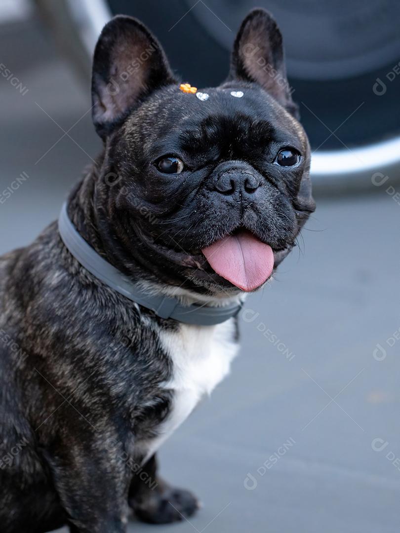 Cão doméstico preto adulto da raça Bulldog Francês