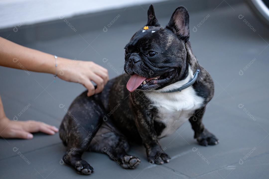 Cão doméstico preto adulto da raça Bulldog Francês