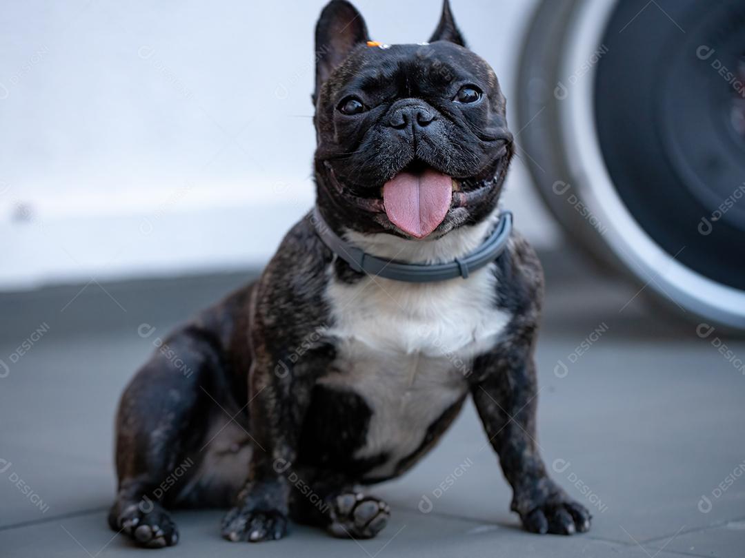 Cão doméstico preto adulto da raça Bulldog Francês