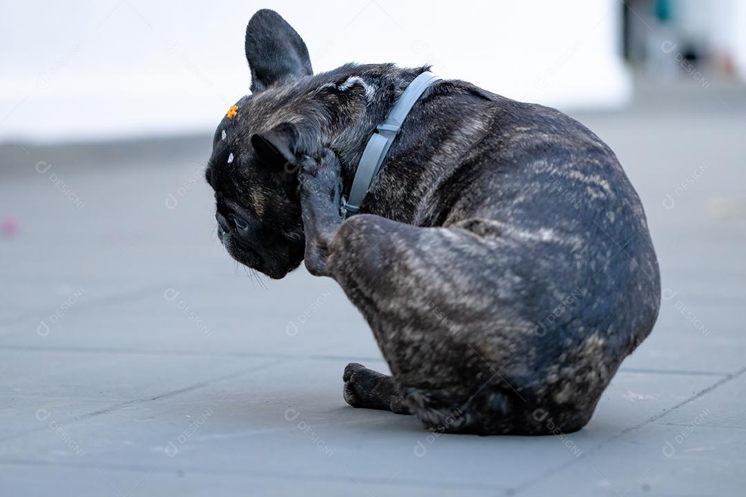 Cão doméstico preto adulto da raça Bulldog Francês