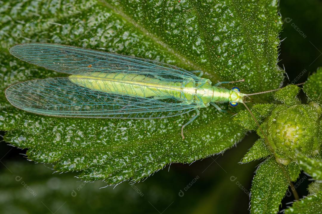 Lacewing verde típico adulto da subfamília Chrysopinae