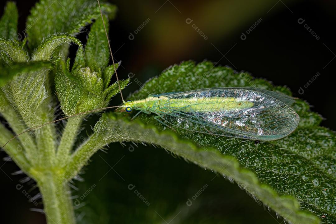 Lacewing verde típico adulto da subfamília Chrysopinae