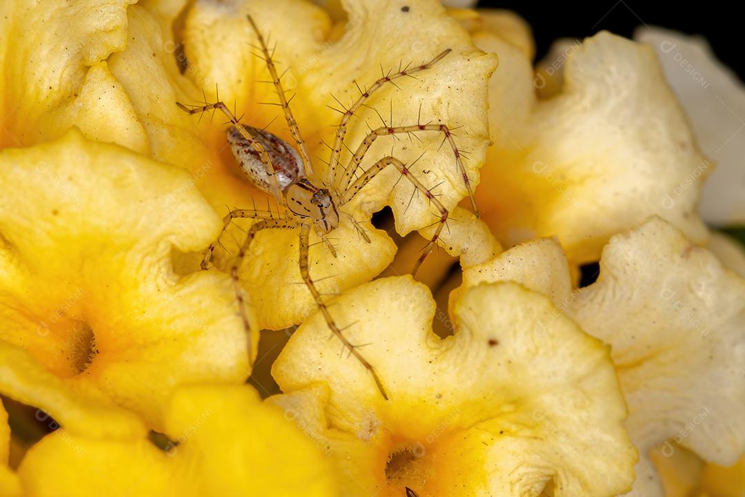 Aranha lince pequena da espécie Peucetia rubrolineata