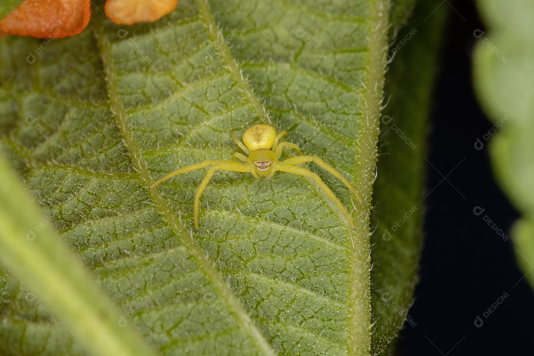 Aranha pequena do caranguejo da família Thomisidae