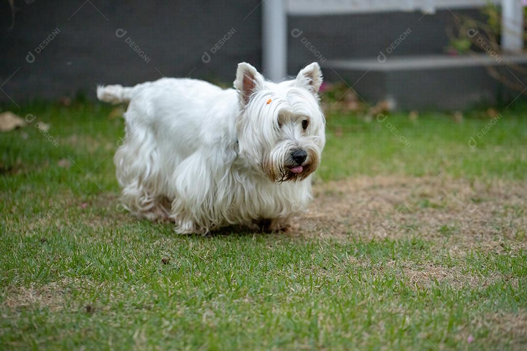 Cão adulto West Highland White Terrier com foco seletivo
