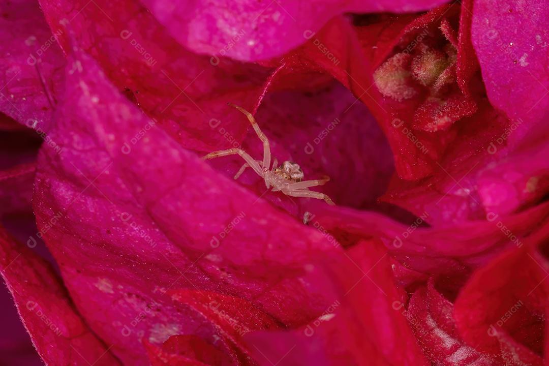 Aranha pequena do caranguejo da família Thomisidae