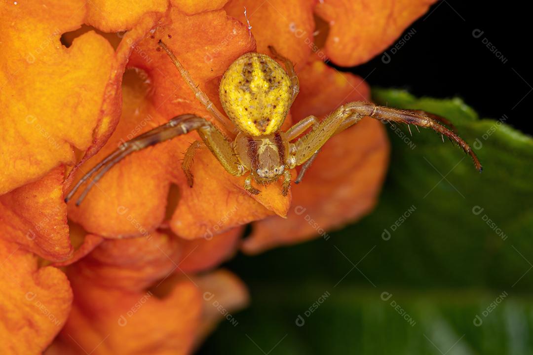 Aranha pequena do caranguejo da família Thomisidae
