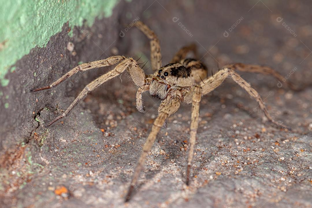 Aranha-lobo adulta da família Lycosidae